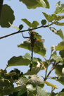 Somatochlora metallica